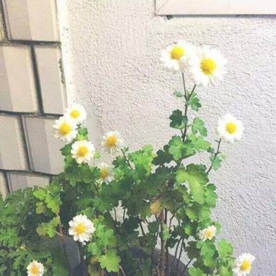 盛世荣耀taptap版下载